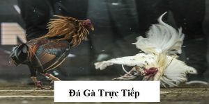 Đá gà trực tiếp