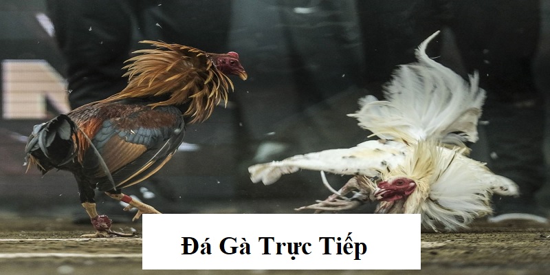 Đá gà trực tiếp